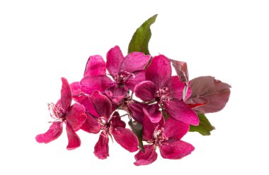 beyaz arka plan üzerinde izole kırmızı elma ağacı çiçekleri