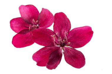 beyaz arka plan üzerinde izole kırmızı elma ağacı çiçekleri