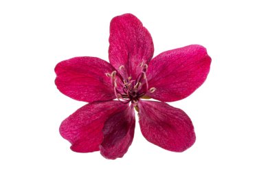 beyaz arka plan üzerinde izole kırmızı elma ağacı çiçekleri