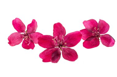 beyaz arka plan üzerinde izole kırmızı elma ağacı çiçekleri