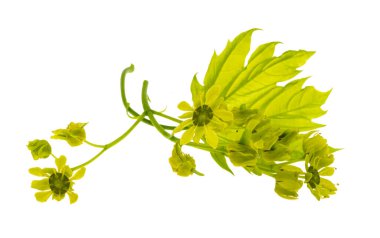 Genç akçaağaç yaprakları beyaz arkaplanda izole