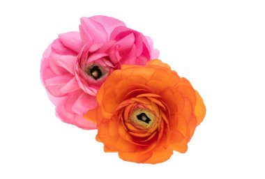 güzel ranunculus çiçeği beyaz arkaplanda izole edilmiş