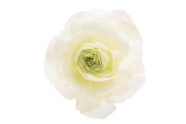 güzel ranunculus çiçeği beyaz arkaplanda izole edilmiş