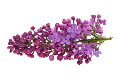 Beyaz arkaplanda yalıtılmış leylak çiçekleri