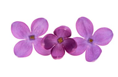 Beyaz arkaplanda yalıtılmış leylak çiçekleri