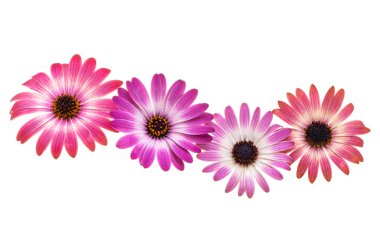 Güzel Osteospermum Çiçek beyaz arka planda izole