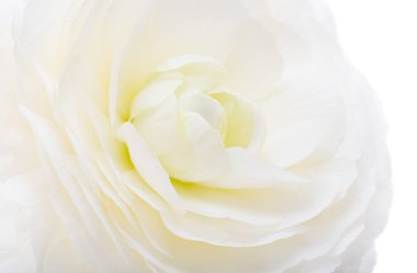 güzel ranunculus çiçeği beyaz arkaplanda izole edilmiş