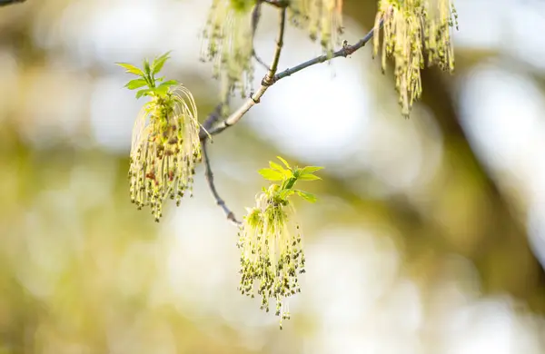 stock image background of blooming maple in spring