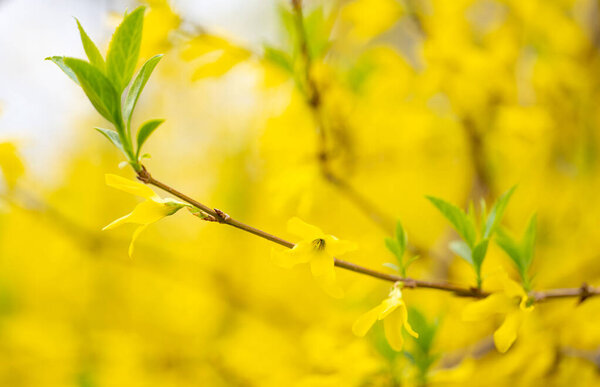 yellow background of forsythia flowers