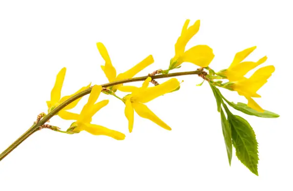 stock image forsythia isolated on white background