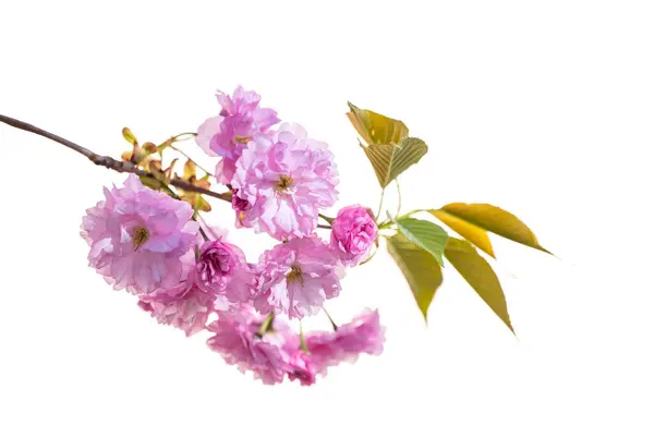 Sakura Kwiaty Słoneczny Dzień Obrazek Stockowy