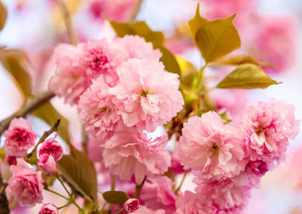 Sakura Λουλούδια Μια Ηλιόλουστη Μέρα Εικόνα Αρχείου