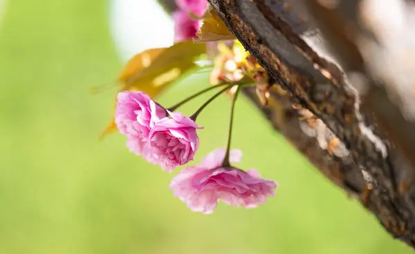 Sakura Blommor Solig Dag Stockbild