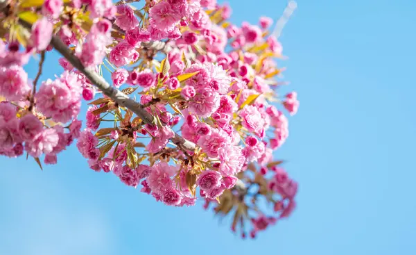 Sakura Bloemen Een Zonnige Dag Rechtenvrije Stockfoto's