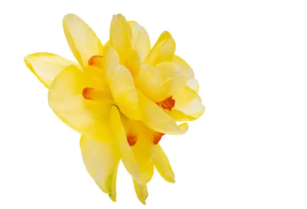 孤立在白色背景上的黄色水仙花 图库图片