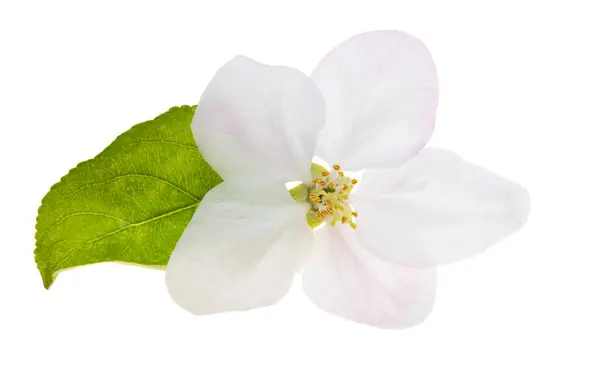 Jabłoń Kwiaty Izolowane Białym Tle Zdjęcie Stockowe