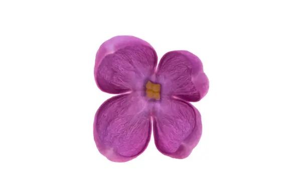 Lila Blommor Isolerad Vit Bakgrund Stockfoto