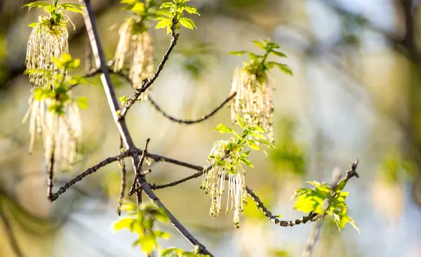 春天盛开的枫树的背景 图库图片