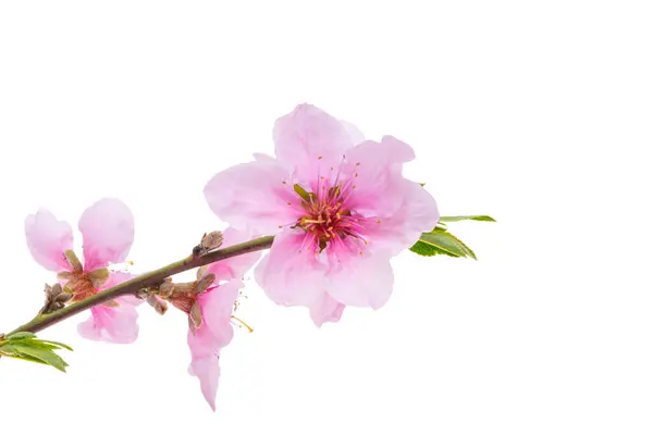 Sakura Blommor Vit Bakgrund Stockbild