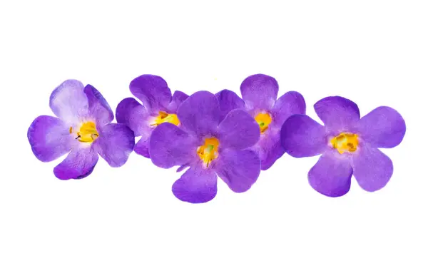 Sutera Blumen Isoliert Auf Weißem Hintergrund lizenzfreie Stockfotos