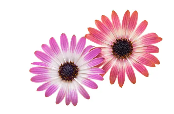 Beautiful Osteospermum Flower Isolated White Background Stock Picture