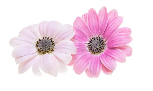 Güzel Osteospermum Çiçek Beyaz Arka Planda Izole - Stok İmaj