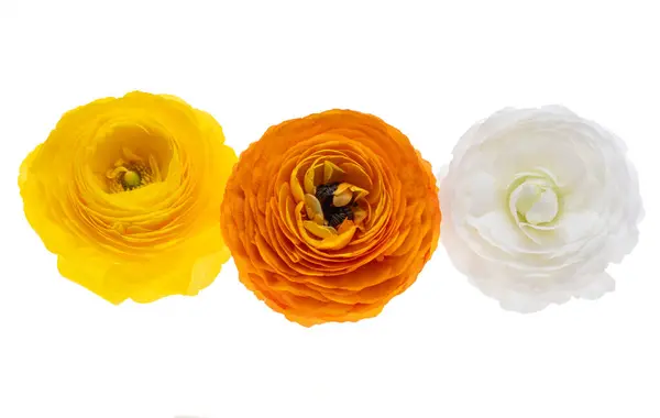 Krásný Ranunculus Květiny Izolované Bílém Pozadí Stock Obrázky