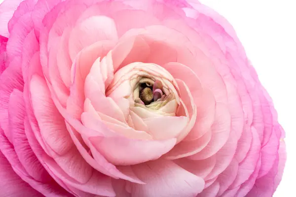 Krásný Ranunculus Květiny Izolované Bílém Pozadí Royalty Free Stock Fotografie