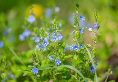 Veronica baharda bir çayırda çiçek açar