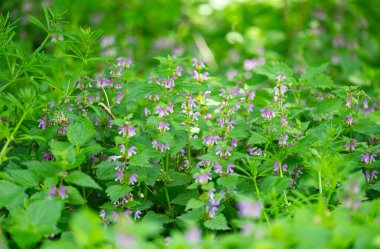 İlkbaharda çayırda açan ısırgan otu.