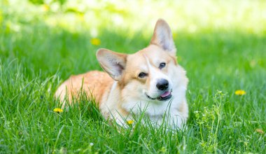 Galli Corgi Pembroke baharda açık havada