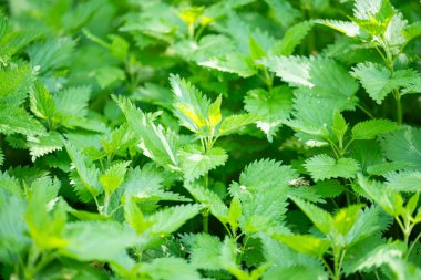 Baharda yeşil ısırgan otlarının arka planı