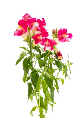Antirrhinum çiçekleri beyaz arkaplanda izole edilmiş