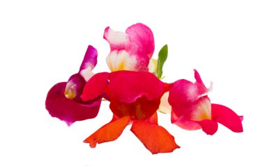 Antirrhinum çiçekleri beyaz arkaplanda izole edilmiş