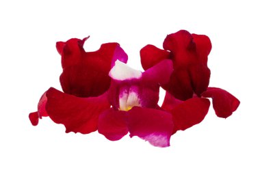Antirrhinum çiçekleri beyaz arkaplanda izole edilmiş