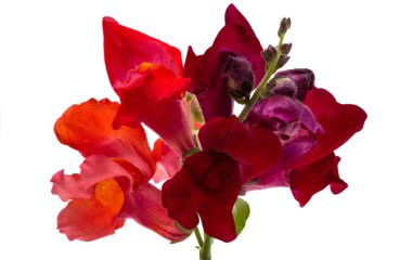 Antirrhinum çiçekleri beyaz arkaplanda izole edilmiş