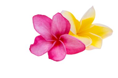 Tesisat çiçekleri beyaz arkaplanda izole edilmiş