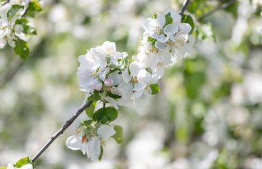 İlkbaharda bir ağaçta elma ağacı çiçekleri