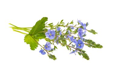 Veronica flowers isolated on white background clipart