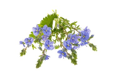 Veronica çiçekleri beyaz arka planda izole