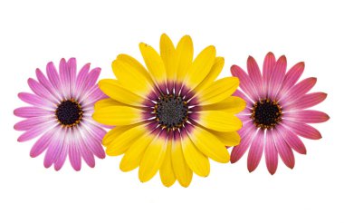 Afrika papatyası, osteosperum beyaz arka planda izole edilmiş.