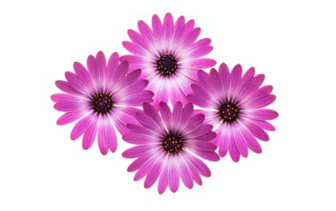 Afrika papatyası, osteosperum beyaz arka planda izole edilmiş.