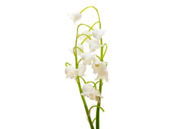 Nilüfer çiçekleri beyaz arka planda izole.