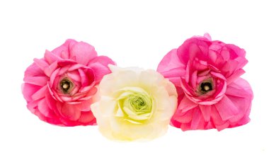 Beyaz arka plan üzerinde izole tipik çiçekler