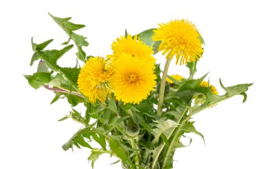 Karahindiba çiçekleri beyaz arkaplanda izole