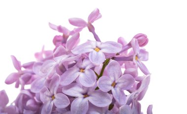 Beyaz arkaplanda yalıtılmış leylak çiçekleri