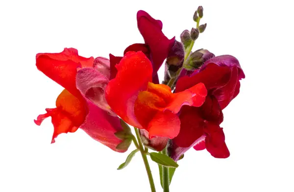 Антиринум Цветы Изолированы Белом Фоне Лицензионные Стоковые Фото