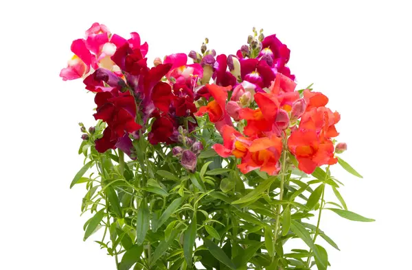 Antirrhinum Květiny Izolované Bílém Pozadí Stock Snímky