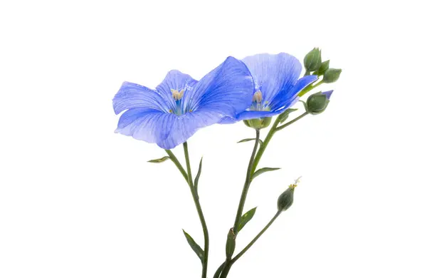 Blå Lin Blommor Isolerad Vit Bakgrund Stockfoto