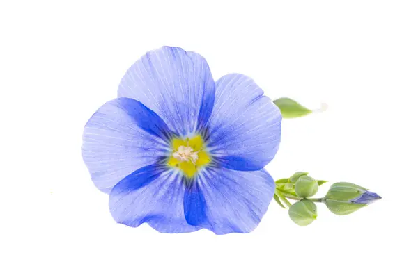 Flores Lino Azul Aisladas Sobre Fondo Blanco Imagen de archivo